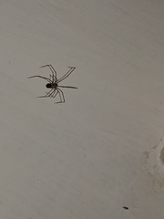 Physocyclus globosus