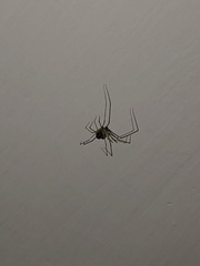Physocyclus globosus