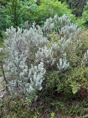 Olearia moschata