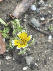 Layia platyglossa
