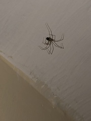 Physocyclus globosus