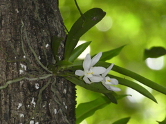 Sarcochilus niveus
