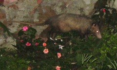 Didelphis marsupialis