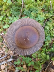 Amanita pekeoides