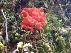 Aurantiporus pulcherrimus