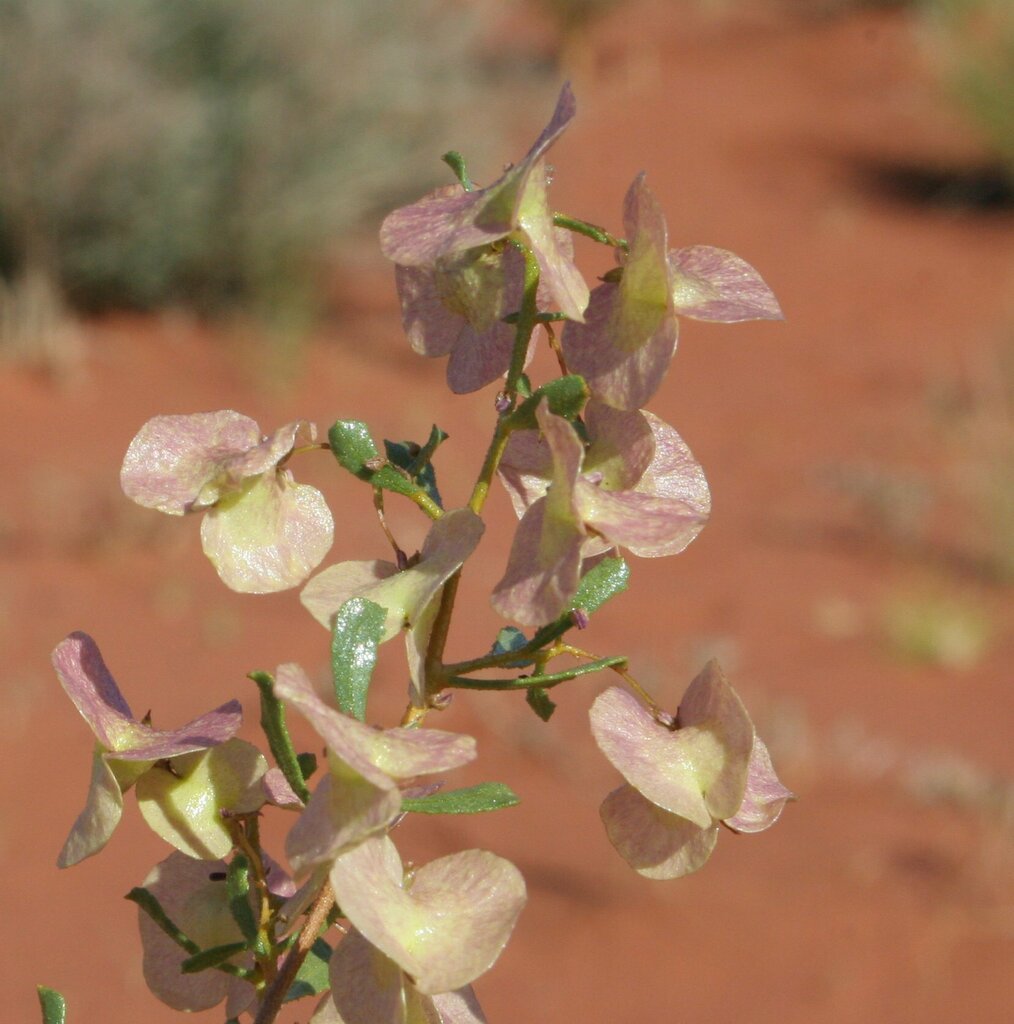 Dodonaea coriacea