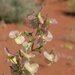Dodonaea coriacea - Photo (c) geoffbyrne, algunos derechos reservados (CC BY-NC)