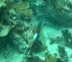 Notolabrus gymnogenis