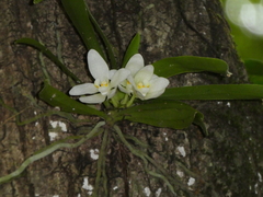 Sarcochilus niveus