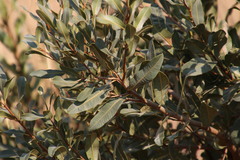 Ozoroa paniculosa paniculosa