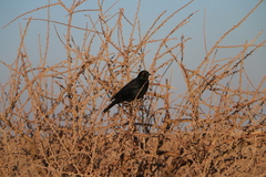 Onychognathus nabouroup