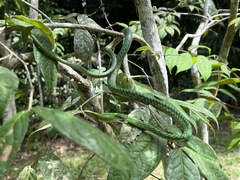 Leptophis ahaetulla