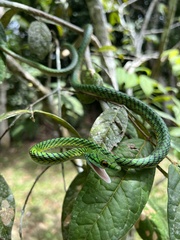 Leptophis ahaetulla