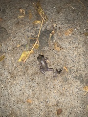 Eleutherodactylus pipilans