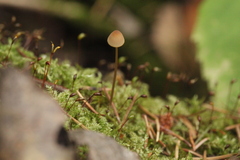 Mycena viridimarginata