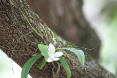 Sarcochilus niveus