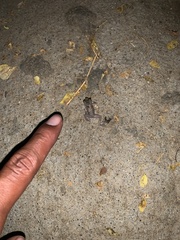 Eleutherodactylus pipilans