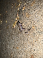 Eleutherodactylus pipilans