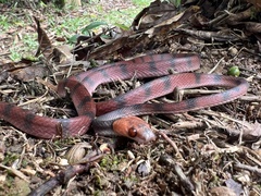 Siphlophis compressus