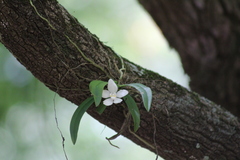 Sarcochilus niveus