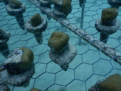 Porites
