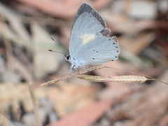 Candalides xanthospilos