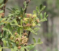 Dodonaea physocarpa