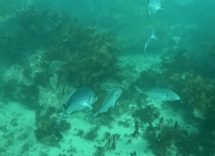 Pseudocaranx georgianus