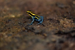 Ranitomeya variabilis