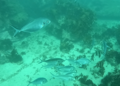 Pseudocaranx georgianus