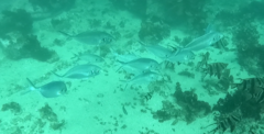 Pseudocaranx georgianus
