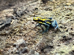 Ranitomeya variabilis