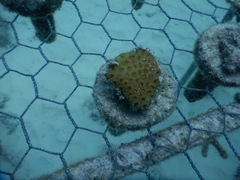 Goniastrea stelligera