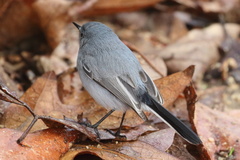Polioptila caerulea