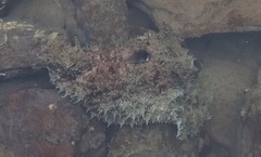 Dolabella auricularia