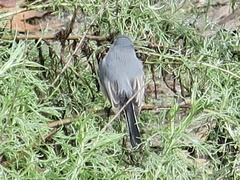 Polioptila caerulea