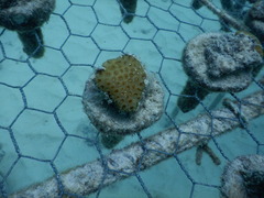 Goniastrea stelligera