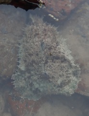 Dolabella auricularia