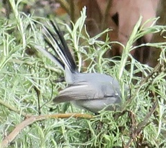 Polioptila caerulea