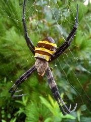 Argiope amoena