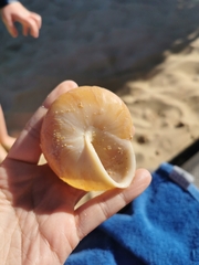 Caracolus
