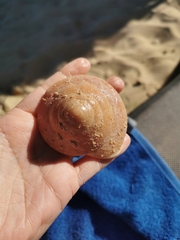 Caracolus