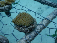 Goniastrea stelligera