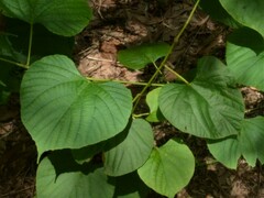 Cissus reniformis