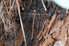 Telephlebia godeffroyi