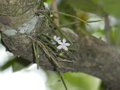Sarcochilus hillii
