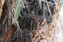 Telephlebia godeffroyi