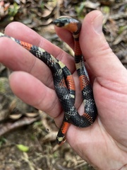 Atractus latifrons