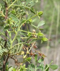 Dodonaea physocarpa