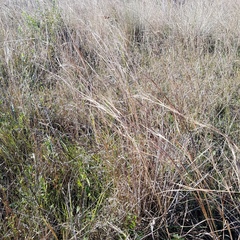 Andropogon virginicus